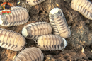 "White Tiger" Designer Isopods (Cubaris sp) ULTRA RARE 6 Count