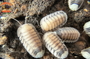"White Tiger" Designer Isopods (Cubaris sp) ULTRA RARE 6 Count