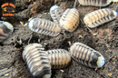 "White Tiger" Designer Isopods (Cubaris sp) ULTRA RARE 6 Count