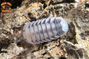 "White Tiger" Designer Isopods (Cubaris sp) ULTRA RARE 6 Count