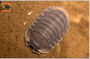 "Black Evil" WORLDWIDE ULTRA Rare Exotic Isopods (Cubaris sp.) 6 Count