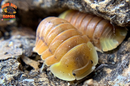 "Blonde Rubber Ducky" Designer Isopods (Cubaris sp) ULTRA RARE 6 Count