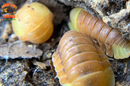 "Blonde Rubber Ducky" Designer Isopods (Cubaris sp) ULTRA RARE 6 Count