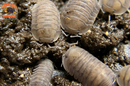 "Blue Pigeon" Sought After Designer Isopods (Cubaris sp) 6 Count