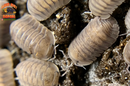 "Blue Pigeon" Sought After Designer Isopods (Cubaris sp) 6 Count