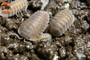 "Blue Pigeon" Sought After Designer Isopods (Cubaris sp) 6 Count