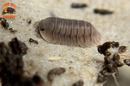 "Blue Pigeon" Sought After Designer Isopods (Cubaris sp) 6 Count