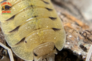 "Bolivari" SUPREME Bright Yellow Isopods (Porcellio bolivari) 6 Count