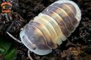 "Cappuccino" Brightly Colored High End Designer Isopods (Cubaris sp.) 6 Count
