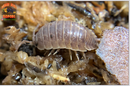 "Caramel" Reptile Feeder Isopods (Porcellio laevis) 10-25 Count