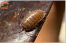 "Caramel" Reptile Feeder Isopods (Porcellio laevis) 10-25 Count