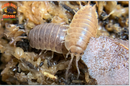 "Caramel" Reptile Feeder Isopods (Porcellio laevis) 10-25 Count