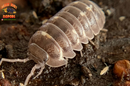 "Corcyraeum" Newly Released Isopods  (Armadillidium corcyraeum) 10 Count