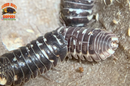"Corcyraeum" Newly Released Isopods  (Armadillidium corcyraeum) 10 Count