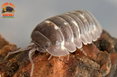 "Corcyraeum" Newly Released Isopods  (Armadillidium corcyraeum) 10 Count