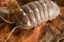 "Corcyraeum" Newly Released Isopods  (Armadillidium corcyraeum) 10 Count