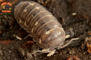 "Corcyraeum" Newly Released Isopods  (Armadillidium corcyraeum) 10 Count