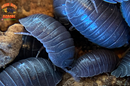 "Croatian Giant" Feeder Isopods (Armadillidium c.f. frontisotre) 10 Count