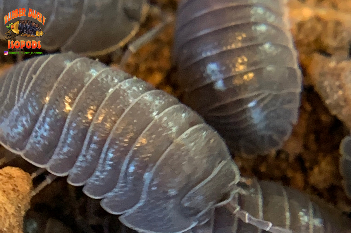 Giant Isopods Size