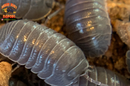 "Croatian Giant" Feeder Isopods (Armadillidium c.f. frontisotre) 10 Count