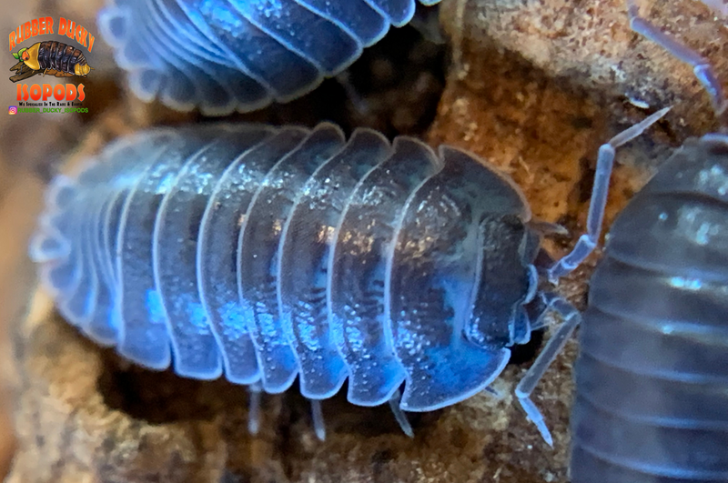 "Croatian Giant" Feeder Isopods (Armadillidium c.f. frontisotre) 10 Count