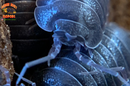 "Croatian Giant" Feeder Isopods (Armadillidium c.f. frontisotre) 10 Count