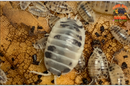 "Dairy Cow" THE Reptile Feeder Isopods (Porcellio laevis) 10-100 Count