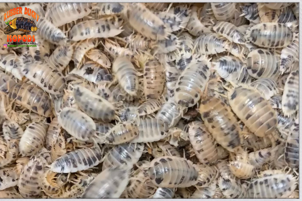 25+ Dairy Cow Isopods (Porcellio Laevis) LIVE - Potential Free Springtails