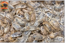 "Dairy Cow" THE Reptile Feeder Isopods (Porcellio laevis) 10-100 Count