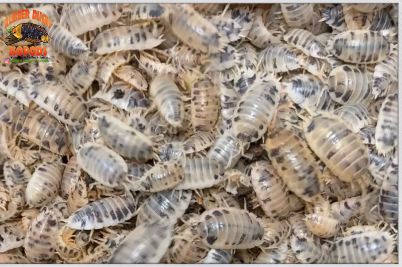 "Dairy Cow" THE Reptile Feeder Isopods (Porcellio laevis) 10-100 Count
