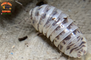 "Dalmatian Zebra" High White Isopods (Armadillidium maculatum) 10 Count