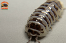 "Dalmatian Zebra" High White Isopods (Armadillidium maculatum) 10 Count