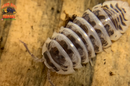 "Dalmatian Zebra" High White Isopods (Armadillidium maculatum) 10 Count