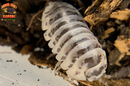 "Dalmatian Zebra" High White Isopods (Armadillidium maculatum) 10 Count