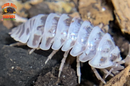 "Dalmatian Zebra" High White Isopods (Armadillidium maculatum) 10 Count