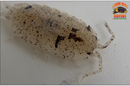 "Dalmatian" THE Reptile Feeder Isopods (Porcellio scaber) 10-25 Count