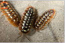 "Dubrovnik" Clown Isopods (Armadillidum klugii) 10 Count