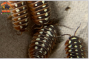 "Dubrovnik" Clown Isopods (Armadillidum klugii) 10 Count
