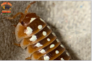 "Dubrovnik" Clown Isopods (Armadillidum klugii) 10 Count