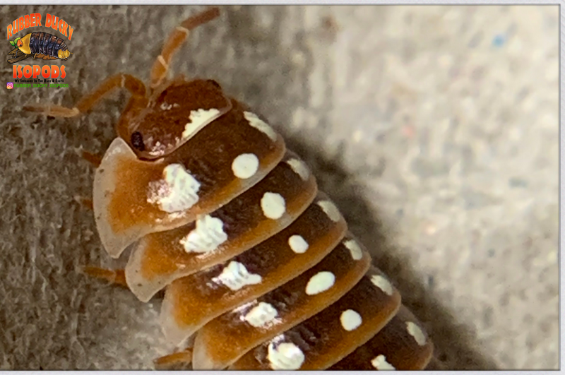 "Dubrovnik" Clown Isopods (Armadillidum klugii) 10 Count