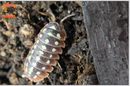 "Dubrovnik" Clown Isopods (Armadillidum klugii) 10 Count