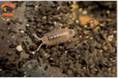 "Dwarf Purple Isopods "Coasta Rican" (Trichoniscus sp.) 20+ Count