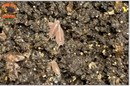 "Dwarf Purple Isopods "Coasta Rican" (Trichoniscus sp.) 20+ Count
