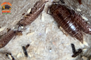 "Florida Fast" FASTEST Isopods On Earth (Atlantoscia floridana) 10+ Count