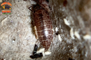 "Florida Fast" FASTEST Isopods On Earth (Atlantoscia floridana) 10+ Count