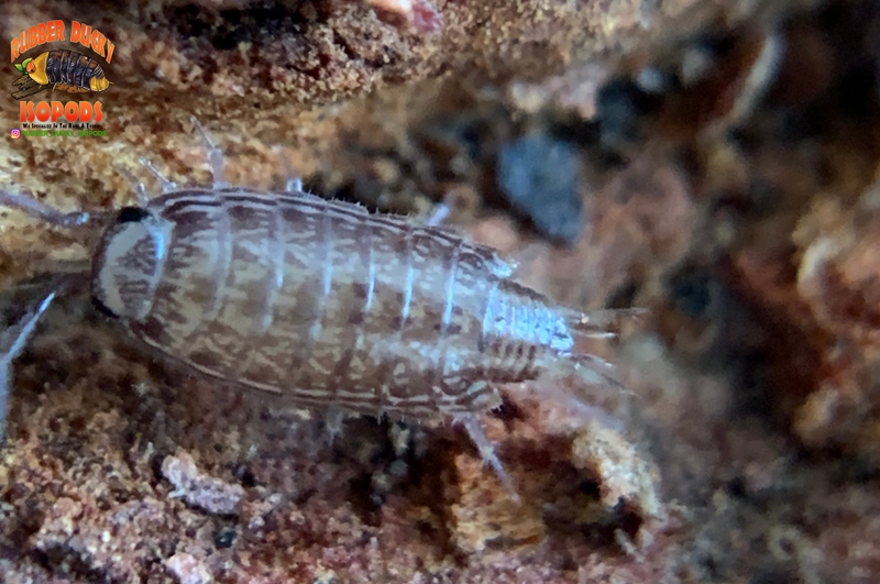 "Florida Fast" FASTEST Isopods On Earth (Atlantoscia floridana) 10+ Count