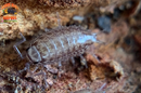 "Florida Fast" FASTEST Isopods On Earth (Atlantoscia floridana) 10+ Count
