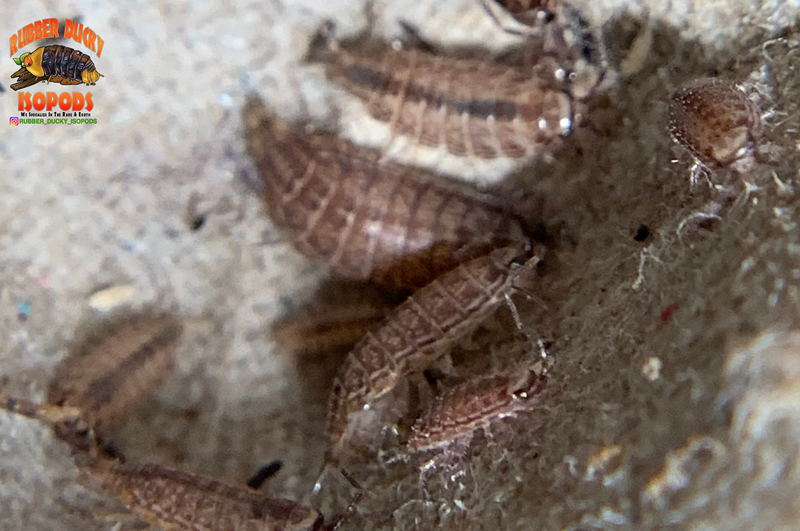 "Florida Fast" FASTEST Isopods On Earth (Atlantoscia floridana) 10+ Count