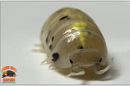 "Magic Potion" Isopods "Japanese Line" (Armadillidium vulgare) 10-50 Count