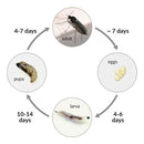The Biodiversity Fungus Gnat Eradicator (Rove Beetle, Predatory Mites)